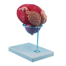 MALE URINARY BLADDER WITH PROSTATE 2 PARTS